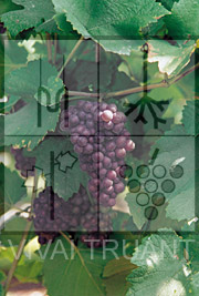 Foto di un grappolo d'uva di Pinot Grigio SMA 505